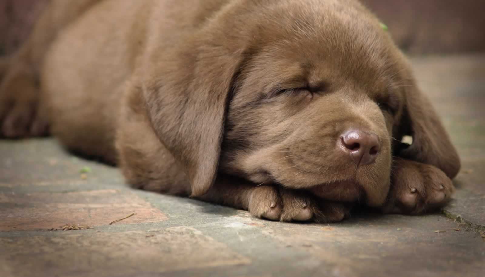 Veterinary care for Labrador retriever puppy