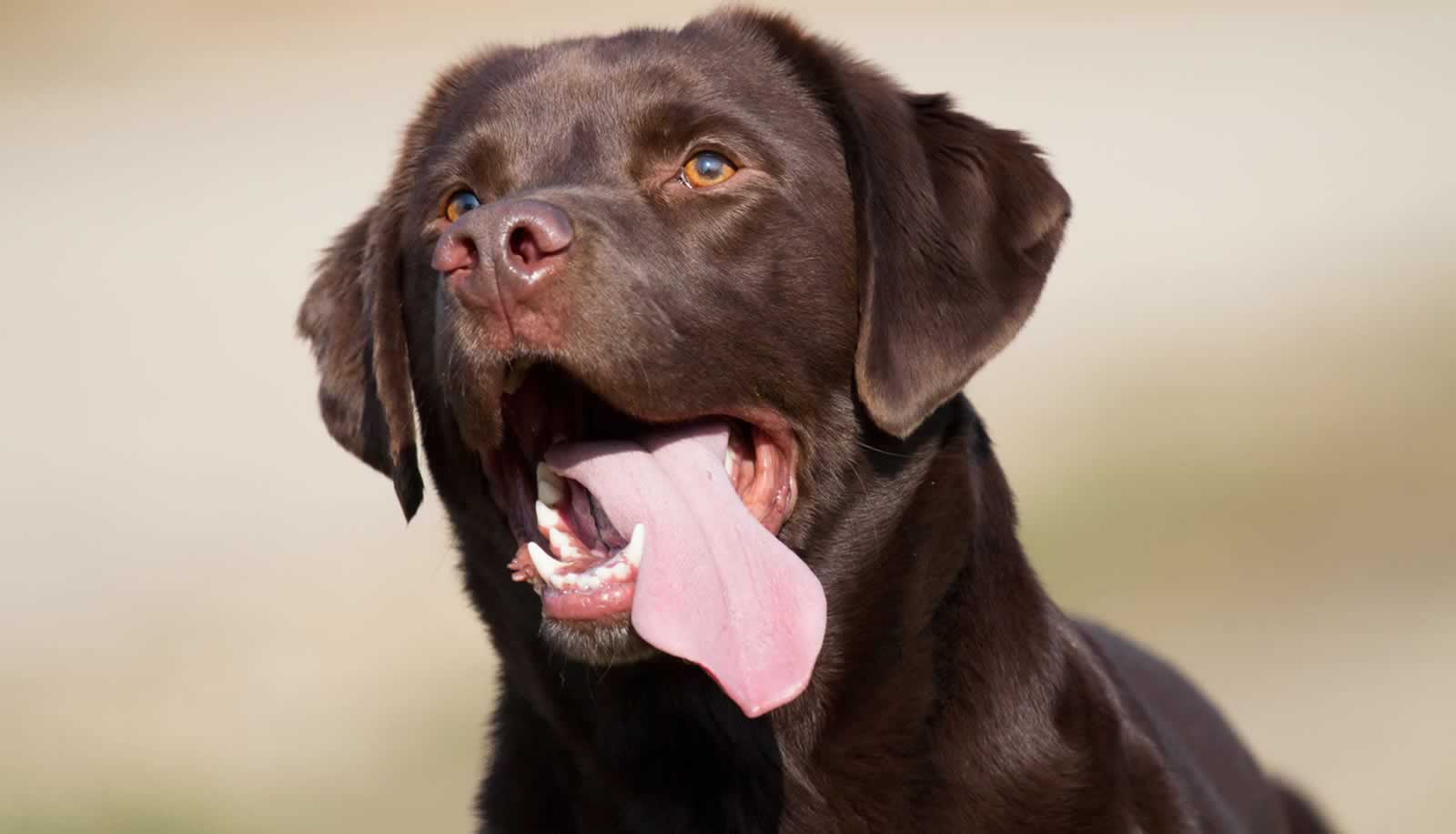 Emergency veterinary care
