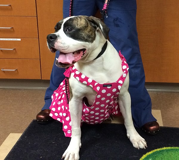 Veterinary Referral and Emergency Center - Angel Fund Success Stories - Gracie the Dog