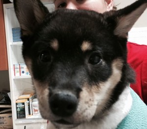 Veterinary Referral and Emergency Center - Angel Fund Success Stories - Barack the Dog
